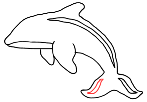  how to draw step by step orca drawing easy  - EasystepDrawing