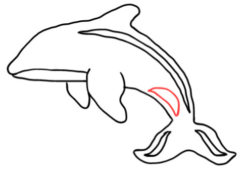  how to draw step by step orca drawing easy  - EasystepDrawing