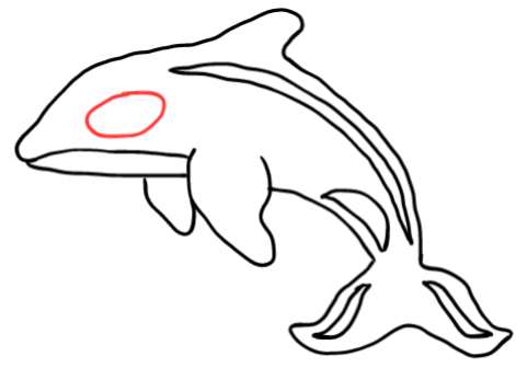  how to draw step by step orca drawing easy  - EasystepDrawing