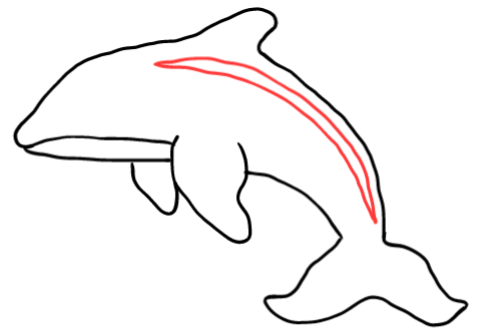  how to draw step by step orca drawing easy  - EasystepDrawing