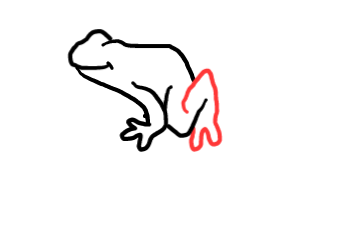  how to draw step by step poisonousfrog drawing easy  - EasystepDrawing