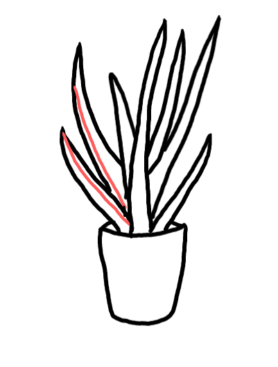  how to draw step by step aloevera drawing easy  - EasystepDrawing