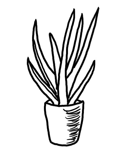  how to draw step by step aloevera drawing easy  - EasystepDrawing