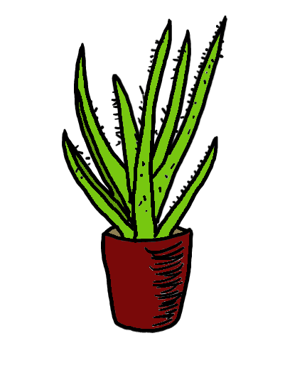 easy step by step aloevera drawing - EasystepDrawing