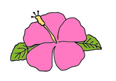 easy step by step hibiscus drawing - EasystepDrawing