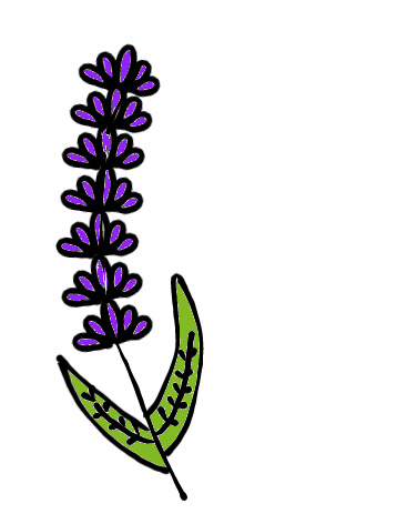 easy step by step lavender drawing - EasystepDrawing